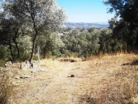 6 Decares Olive Grove Land For Sale, Investment Land In Muğla Milas