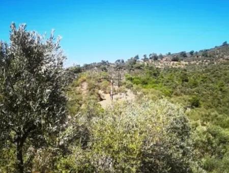 6 Decares Olive Grove Land For Sale, Investment Land In Muğla Milas