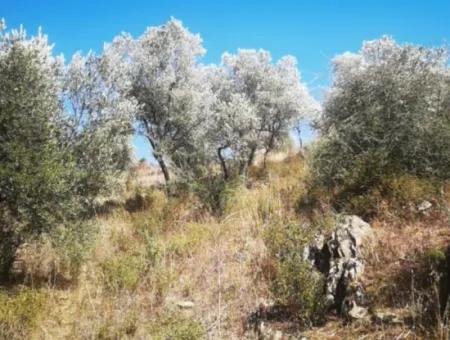 For Sale 6 Acres Olive Grove In Muğla Milas