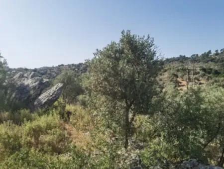 For Sale 6 Acres Olive Grove In Muğla Milas