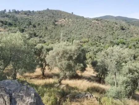 For Sale 6 Acres Olive Grove In Muğla Milas