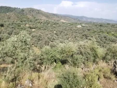 For Sale 6 Acres Olive Grove In Muğla Milas