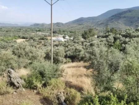 For Sale 6 Acres Olive Grove In Muğla Milas