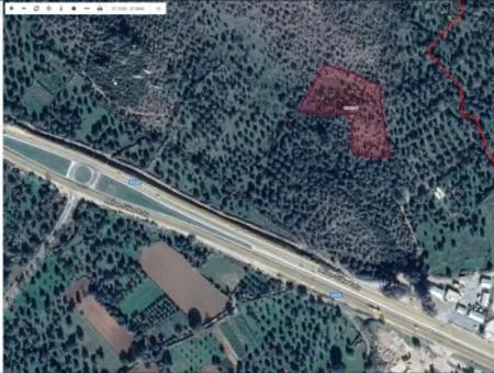 For Sale 6 Acres Olive Grove In Muğla Milas