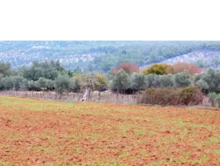 Field For Sale In Muğla Milas Kazıklı