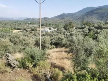 Unmissable Olive Grove For Sale In Milas, Muğla. #Altınkum #Satılık #Didim