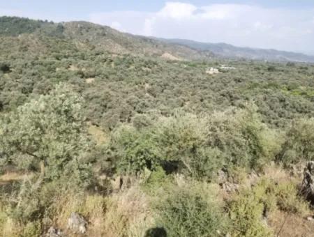 Unmissable Olive Grove For Sale In Milas, Muğla. #Altınkum #Satılık #Didim