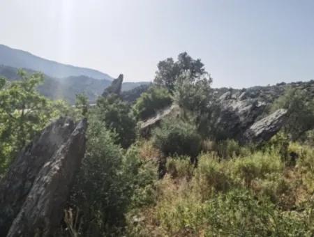 Unmissable Olive Grove For Sale In Milas, Muğla. #Altınkum #Satılık #Didim