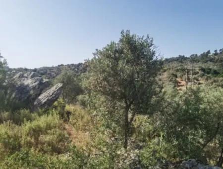 Unmissable Olive Grove For Sale In Milas, Muğla. #Altınkum #Satılık #Didim