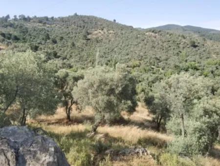 Unmissable Olive Grove For Sale In Milas, Muğla. #Altınkum #Satılık #Didim