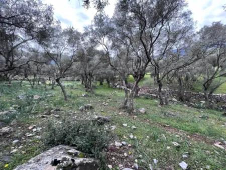 2100 M2 Land For Sale 400 M To Bafa Main Road