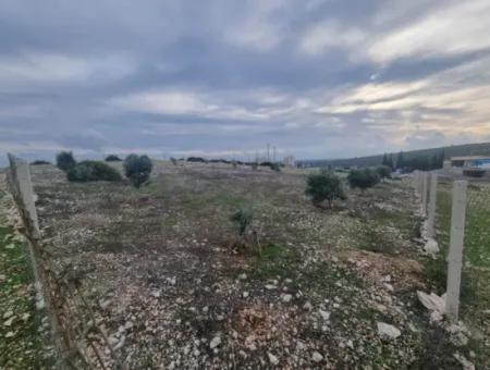 Land For Sale At Bafa Lake In Altınkum Didim