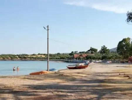 Olive Grove For Sale In Muğla Milas Bozbük