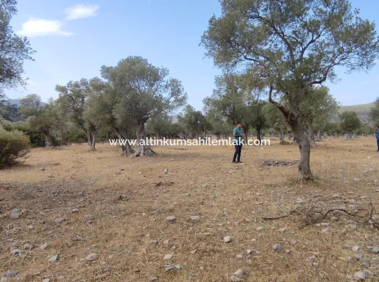 Muğla Milas Kazıklı Mevkisinde Satılık Arazi