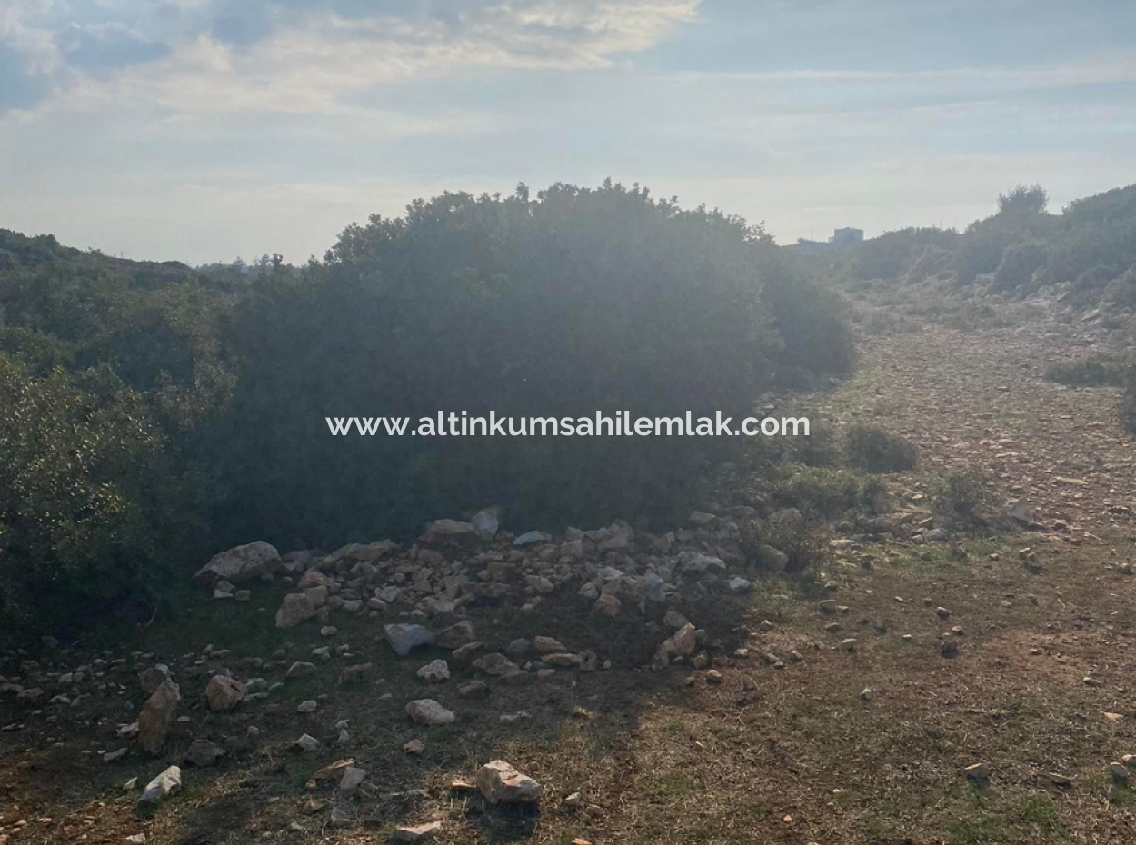 Didim Bozsekide Satilik İmarlı 300M2 Arsa