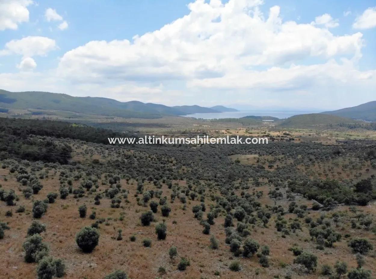 Muğla Milas Kazıklıda Satılık 12 Dönüm Deniz Manzaralı Zeytinli Tarla