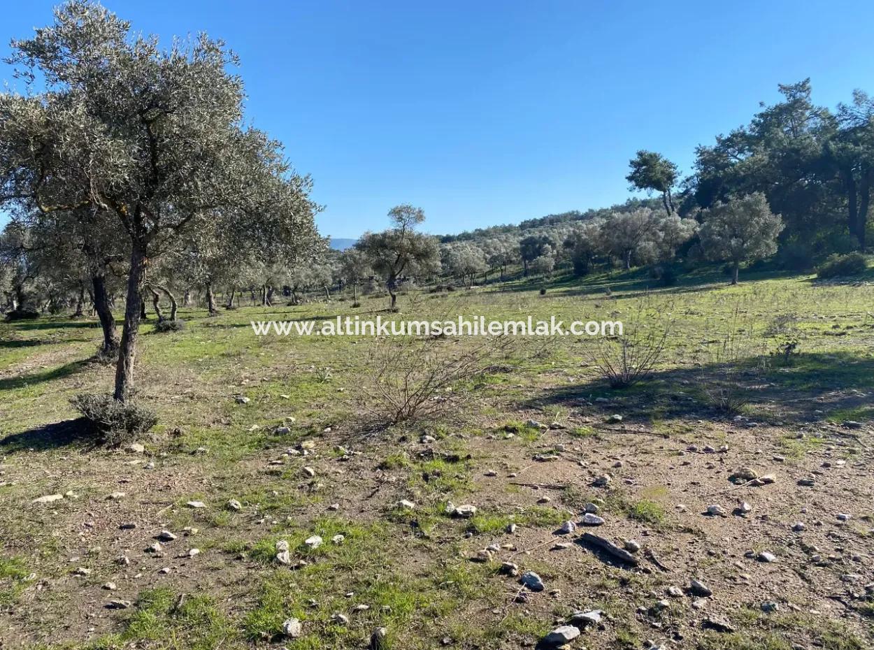 Muğla Milas Kazıklı Satılık Deniz Manzaralı 1833 M2 Zeytinlik