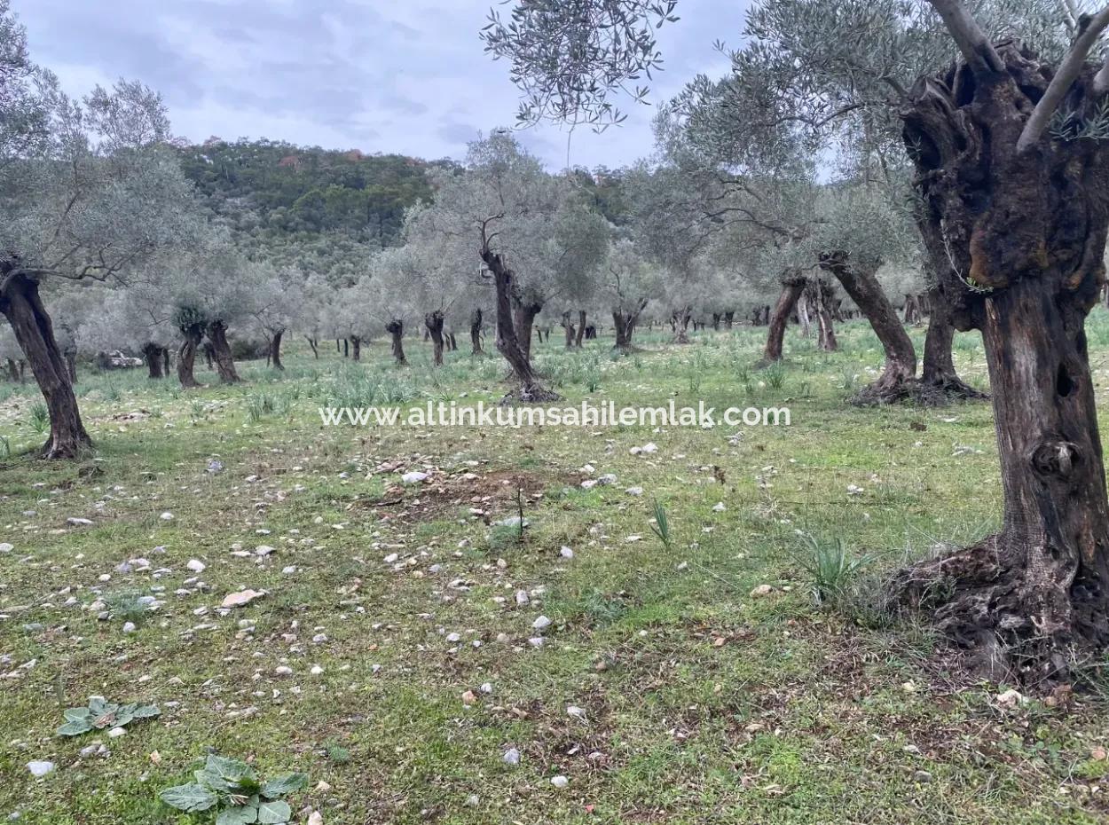 Muğla Milas Kazıklı Satılık 12600 M2 Zeytinlik