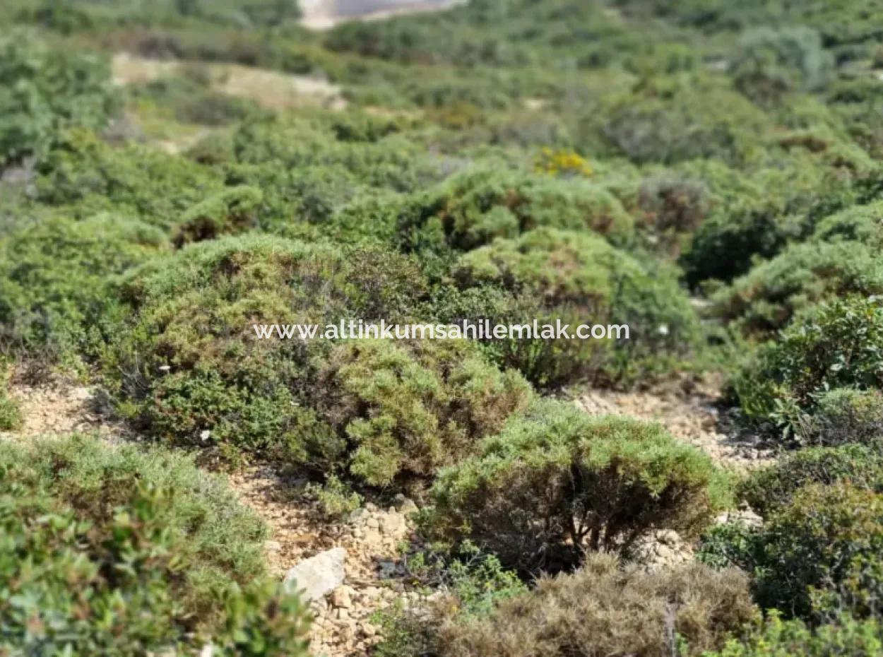 Didim Bozseki Mevkisi Satılık 300 M2 Arsa