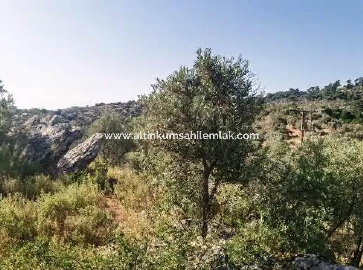 Muğla Milasta Acil Satılık 6 Dönüm Yatırımlık Zeytinlik Arazi
