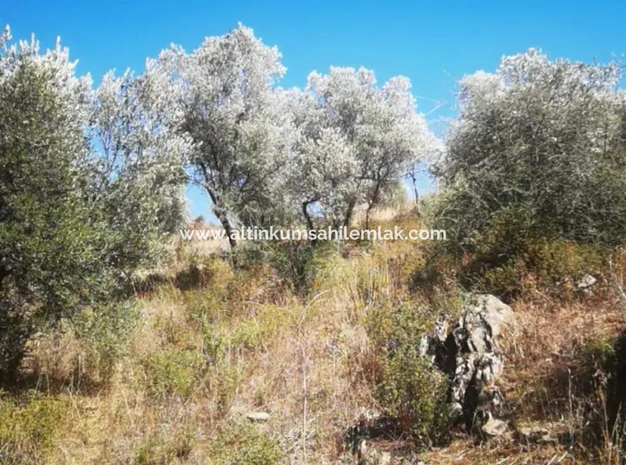 Muğla Milas Danişment Köyü Satılık 6 Dönüm Zeytinlik