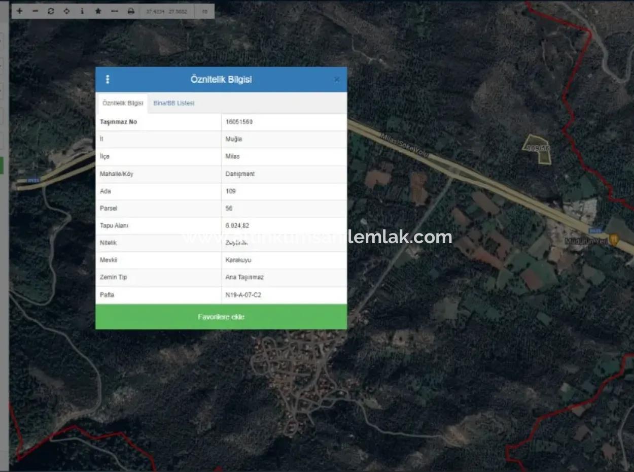 Muğla Milas Danişment Köyü Satılık 6 Dönüm Zeytinlik