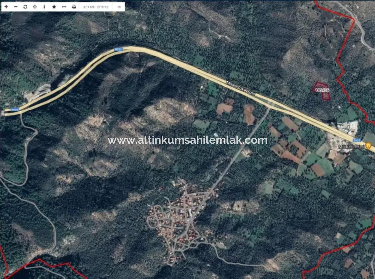 Muğla Milas Danişment Köyü Satılık 6 Dönüm Zeytinlik