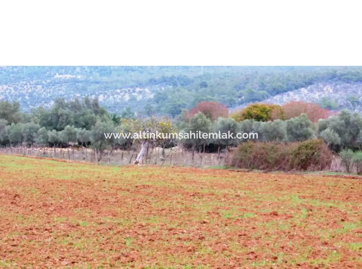 Muğla Milas Kazıklıda Acil Satılık 6 Dönüm Tarla