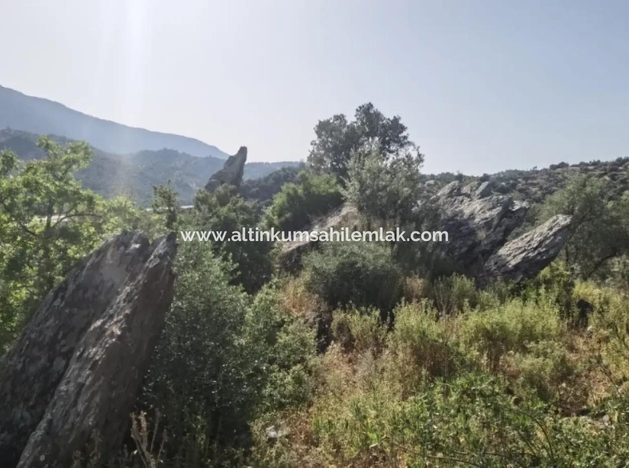 Muğla, Milas'ta Kaçırılmayacak Satılık Zeytinlik. #Altınkum #Satılık #Didim