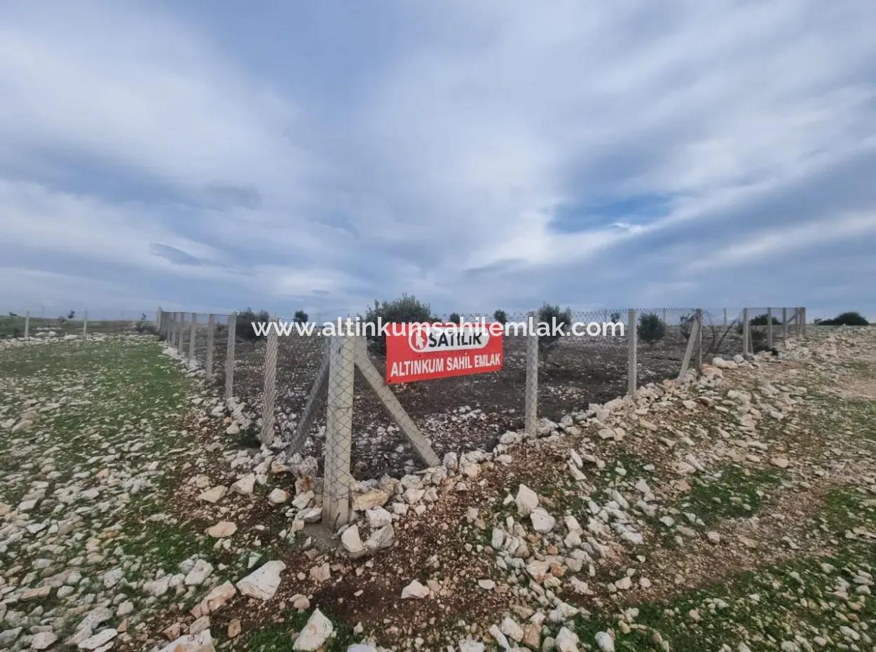 Didim Akyeniköy Bozsekide Satılık Yatırımlık Arsalar
