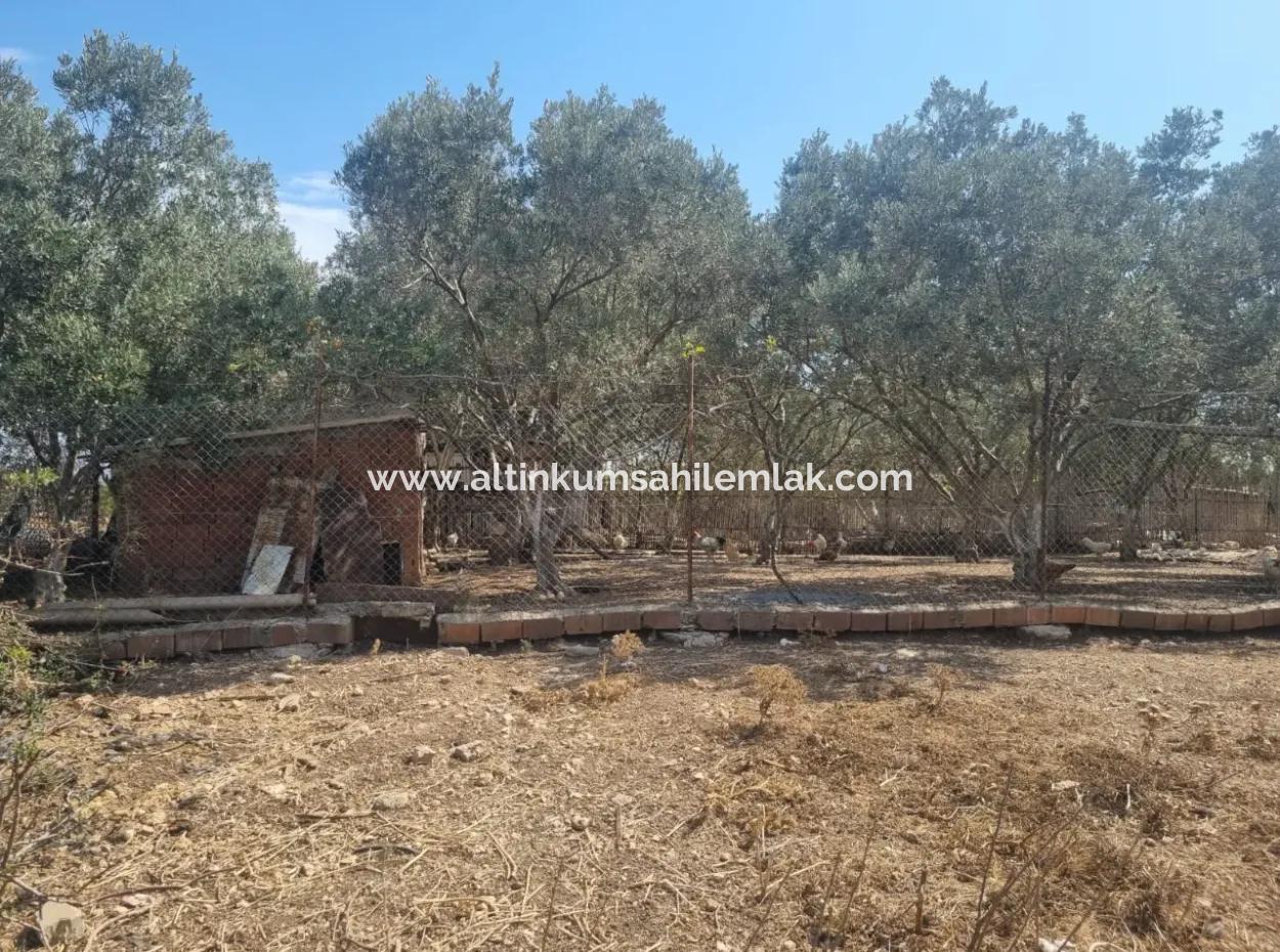 Didim Hisar Mahallesinde Satılık 467 M2 İmarlı Arsa