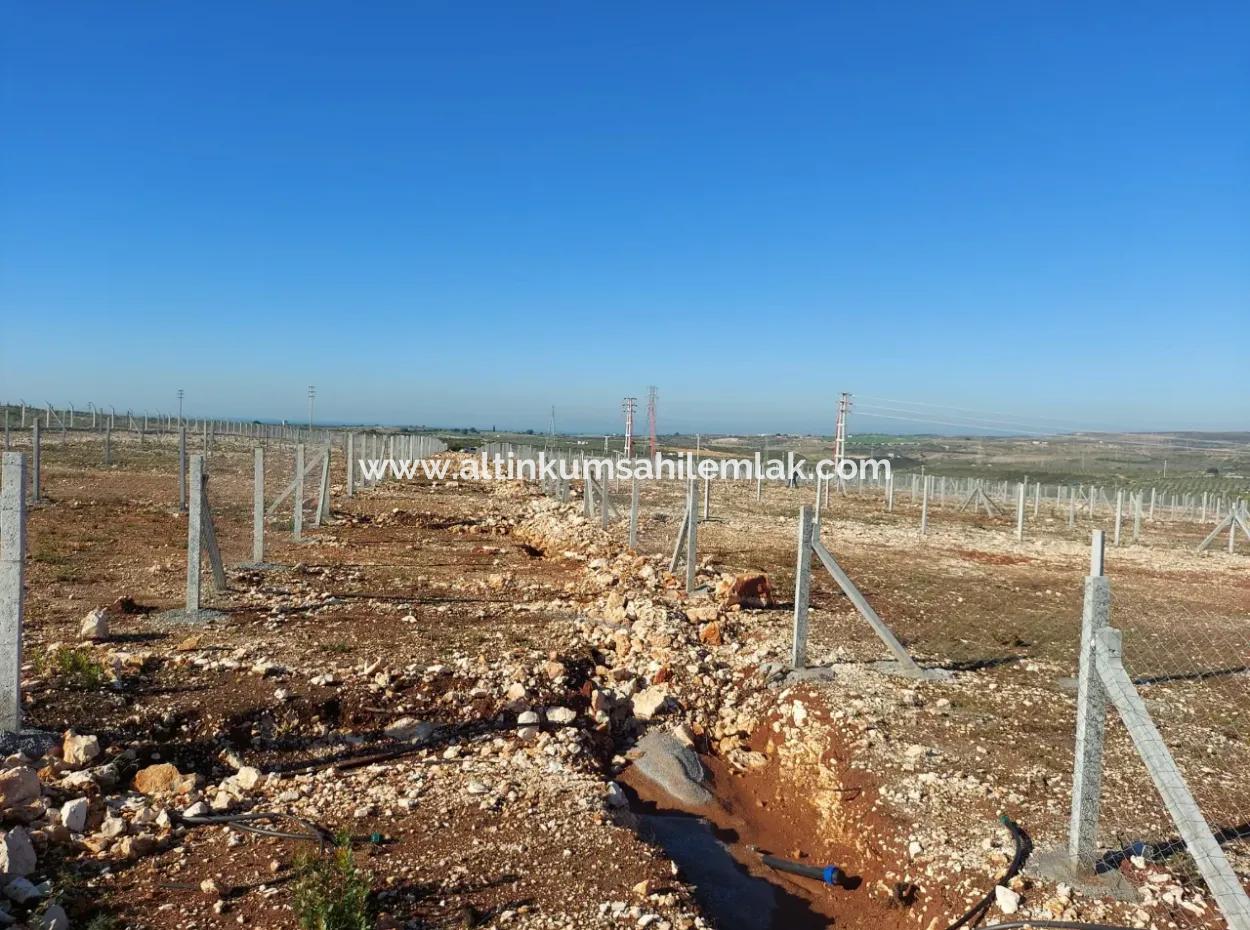 Altınkum Sahil Emlaktan Satılık Didim Yalıköyde Deniz Manzaralı Hobi Bahçeleri