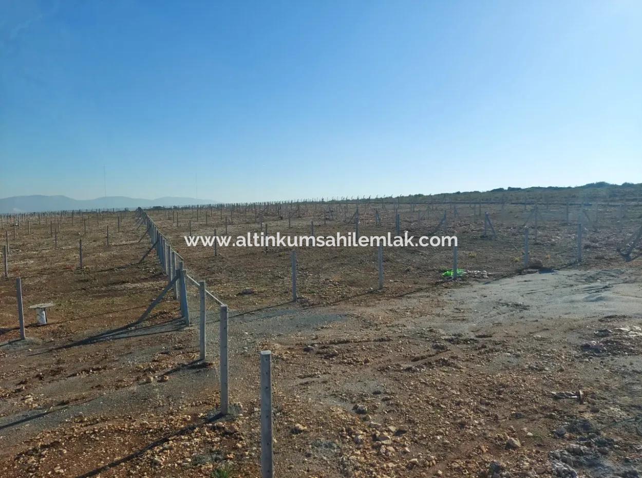 Altınkum Sahil Emlaktan Satılık Didim Yalıköyde Deniz Manzaralı Hobi Bahçeleri