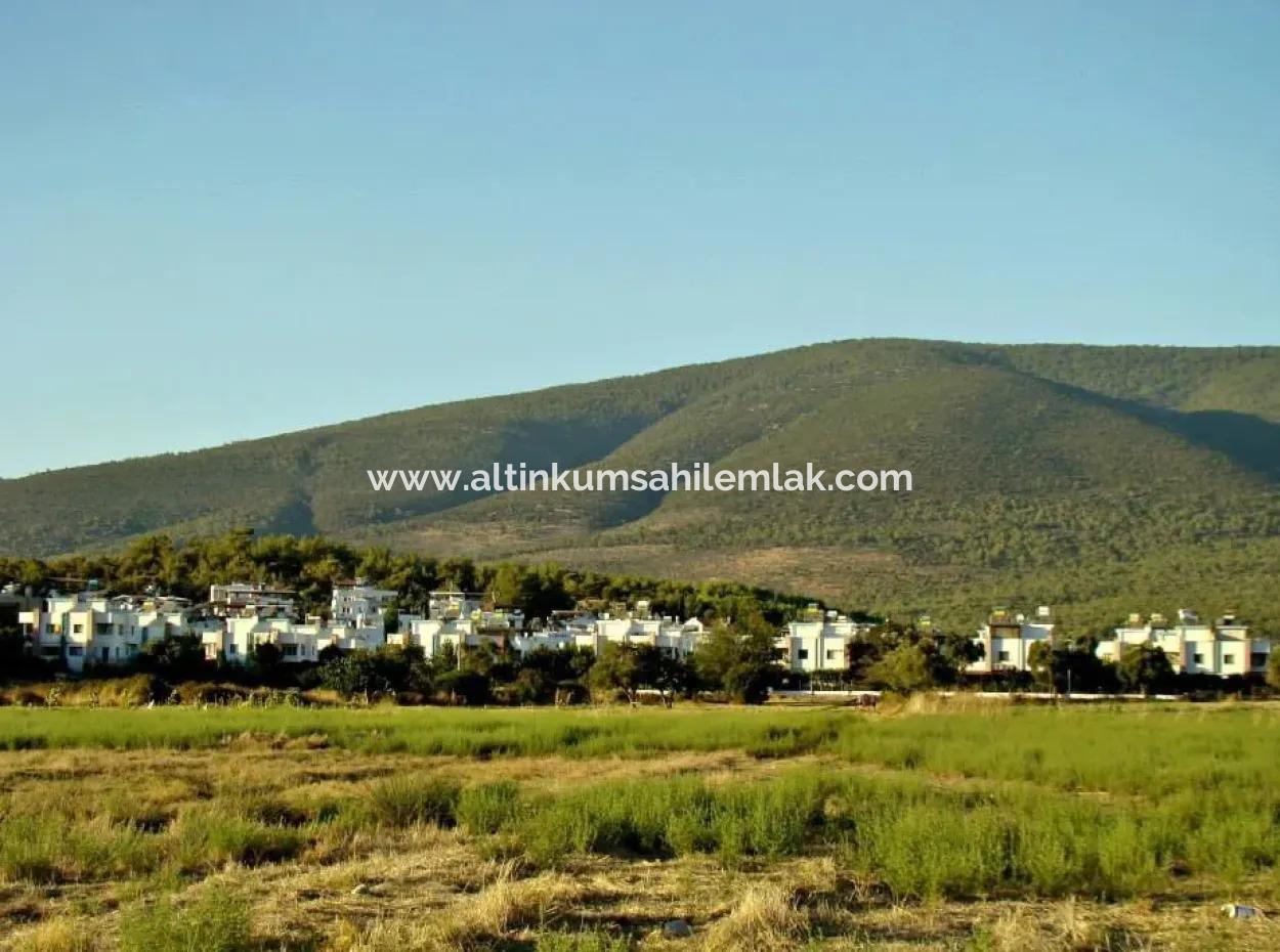 Muğla Milas Gürçamlarda Satılık 8600 M2 Zeytinli Tarla