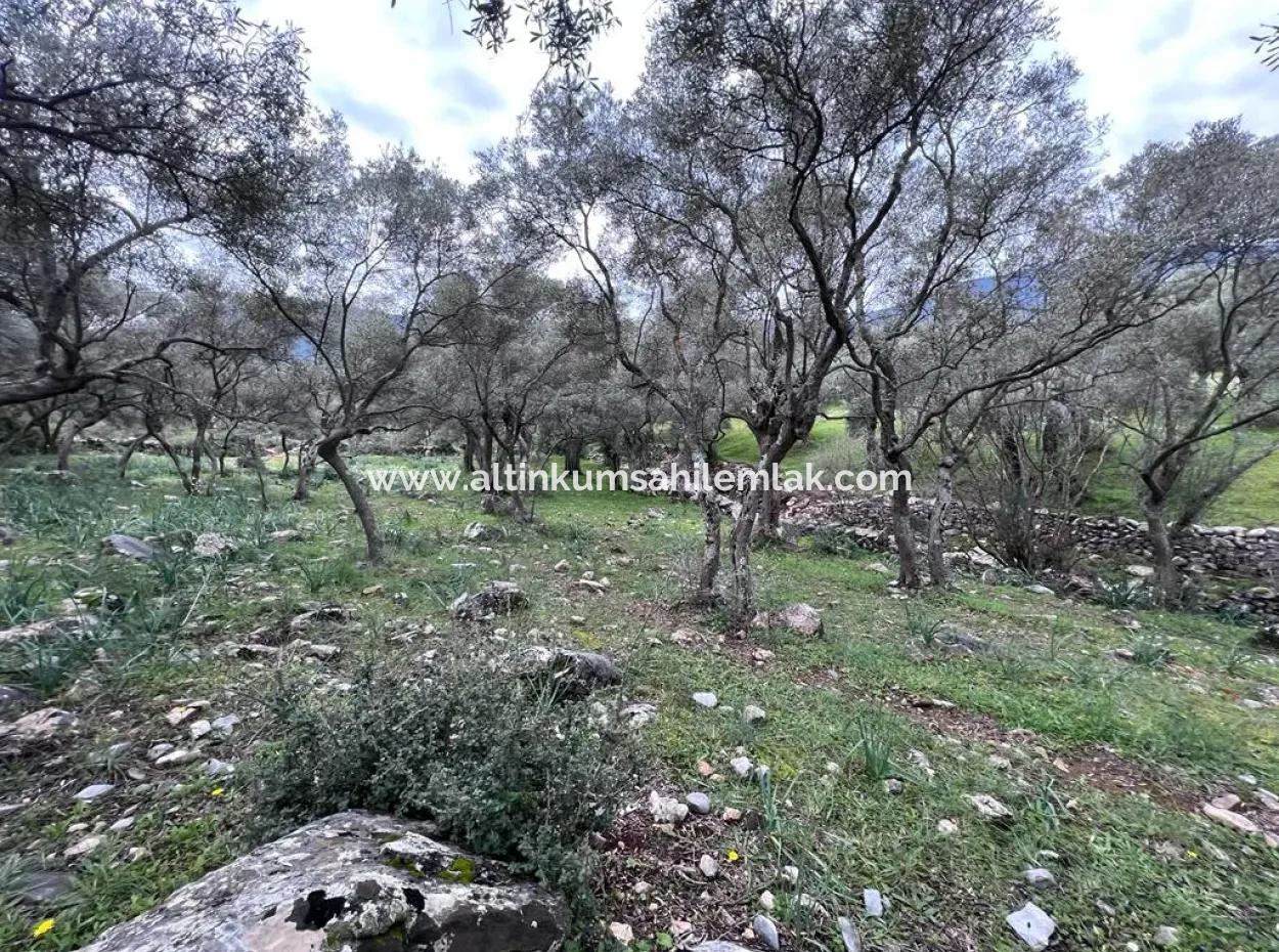Muğla Milas Bafa’da Satılık Yatırımlık 2150 M2 Zeytinlik