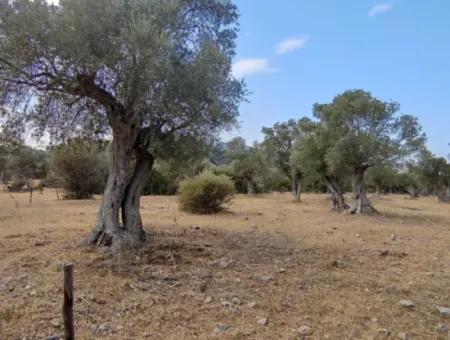 Muğla Milas Kazıklı Mevkisinde Satılık Arazi