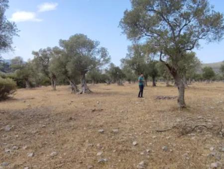 Muğla Milas Kazıklı Mevkisinde Satılık Arazi