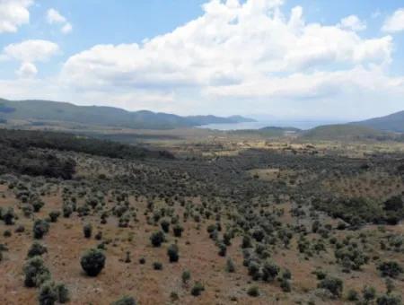 Muğla Milas Kazıklıda Satılık 12 Dönüm Deniz Manzaralı Zeytinli Tarla