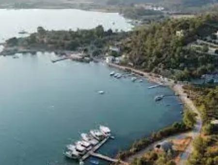 Muğla Milas Kazıklıda Satılık 12 Dönüm Deniz Manzaralı Zeytinli Tarla