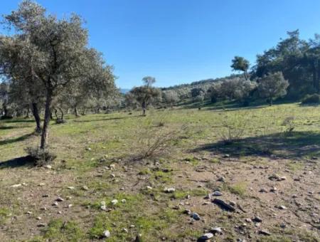 Muğla Milas Kazıklı Satılık Deniz Manzaralı 1833 M2 Zeytinlik