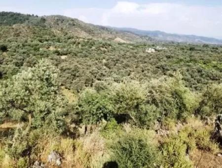 Muğla Milasta Acil Satılık 6 Dönüm Yatırımlık Zeytinlik Arazi