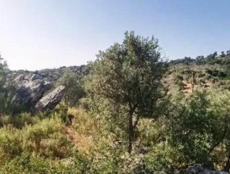 Muğla Milasta Acil Satılık 6 Dönüm Yatırımlık Zeytinlik Arazi