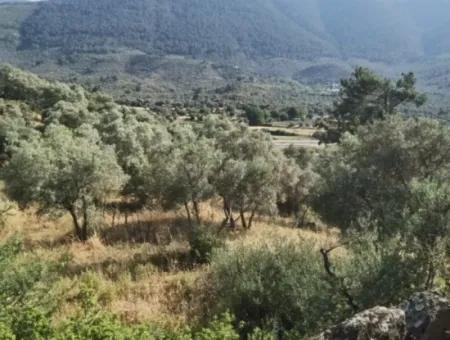 Muğla Milas Danişment Köyü Satılık 6 Dönüm Zeytinlik