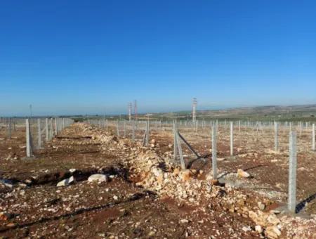 Altınkum Sahil Emlaktan Satılık Didim Yalıköyde Deniz Manzaralı Hobi Bahçeleri