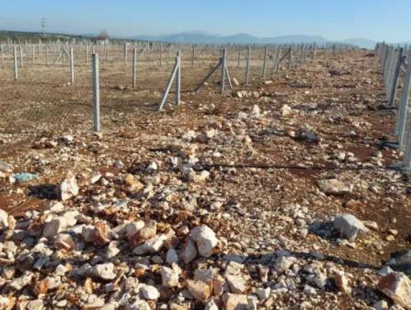 Altınkum Sahil Emlaktan Satılık Didim Yalıköyde Deniz Manzaralı Hobi Bahçeleri